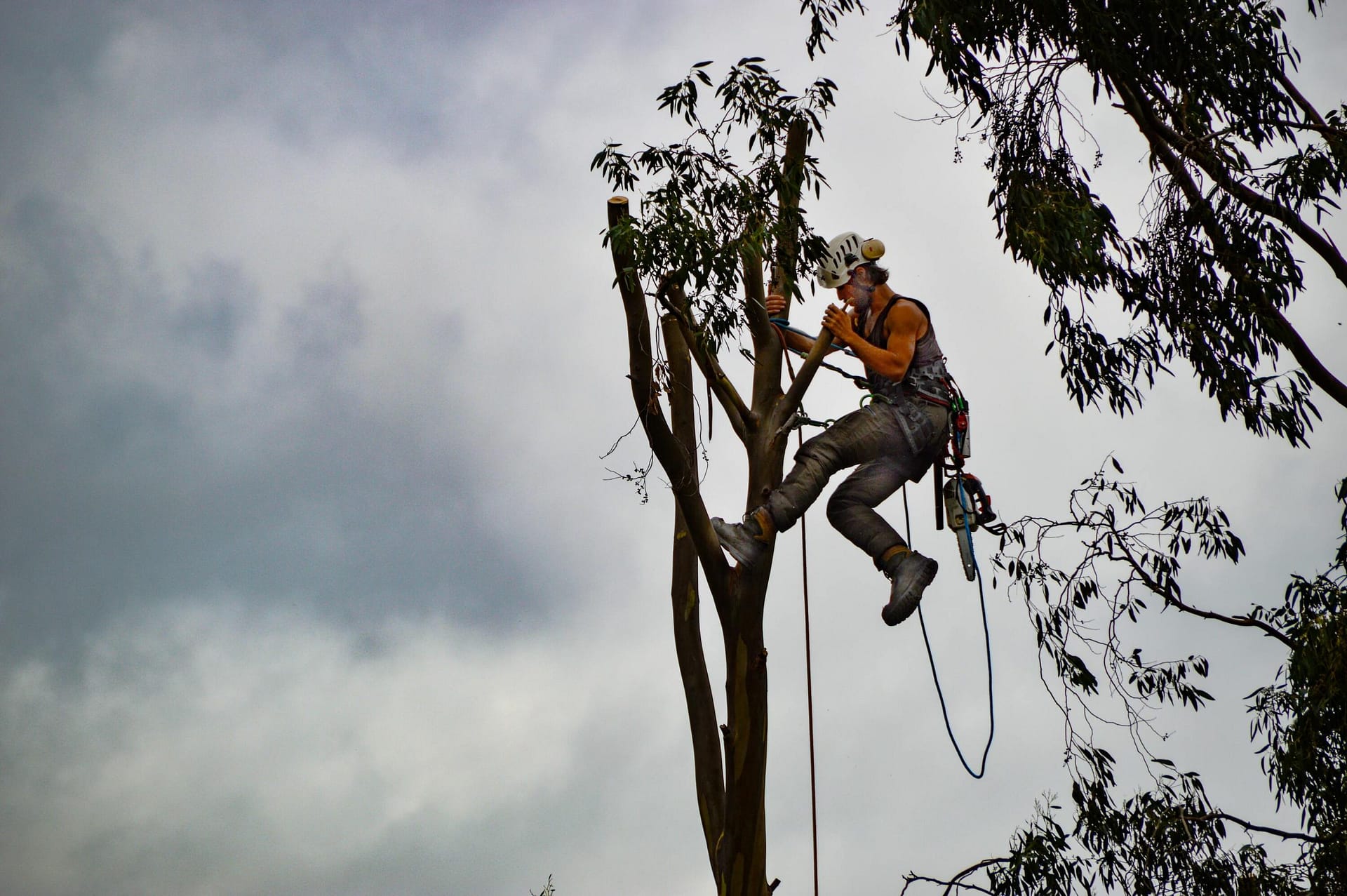 Tree Services Ipswich
